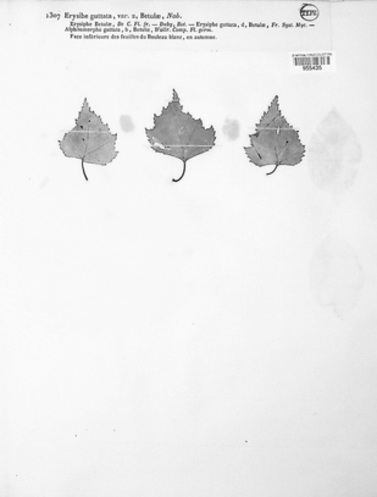 Erysibe guttata image